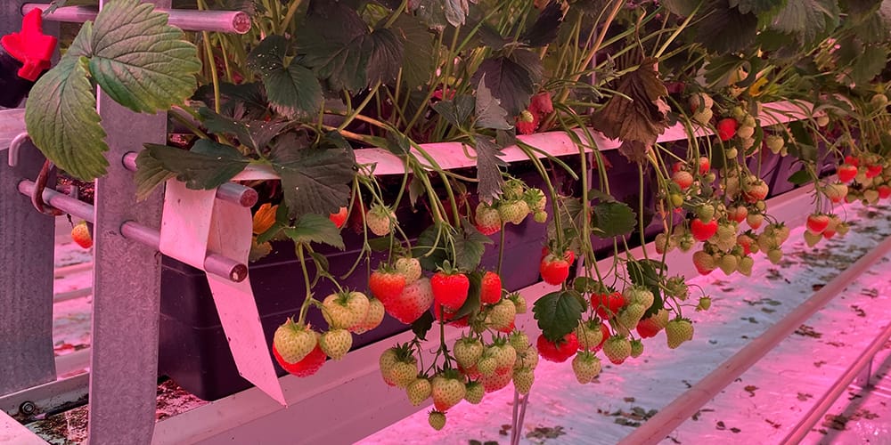 Aardbeien in de kas