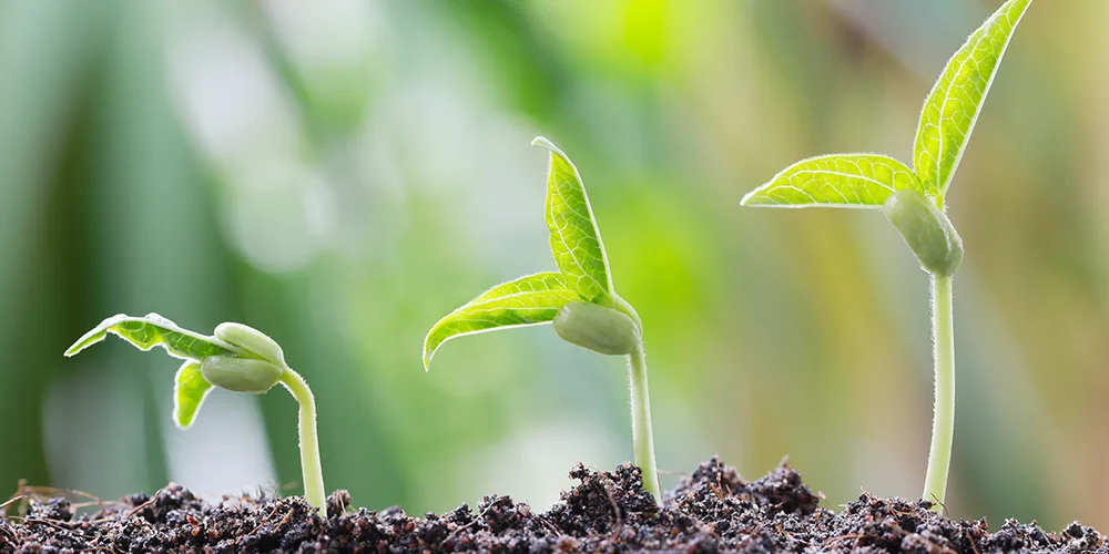 plantjes-1.png